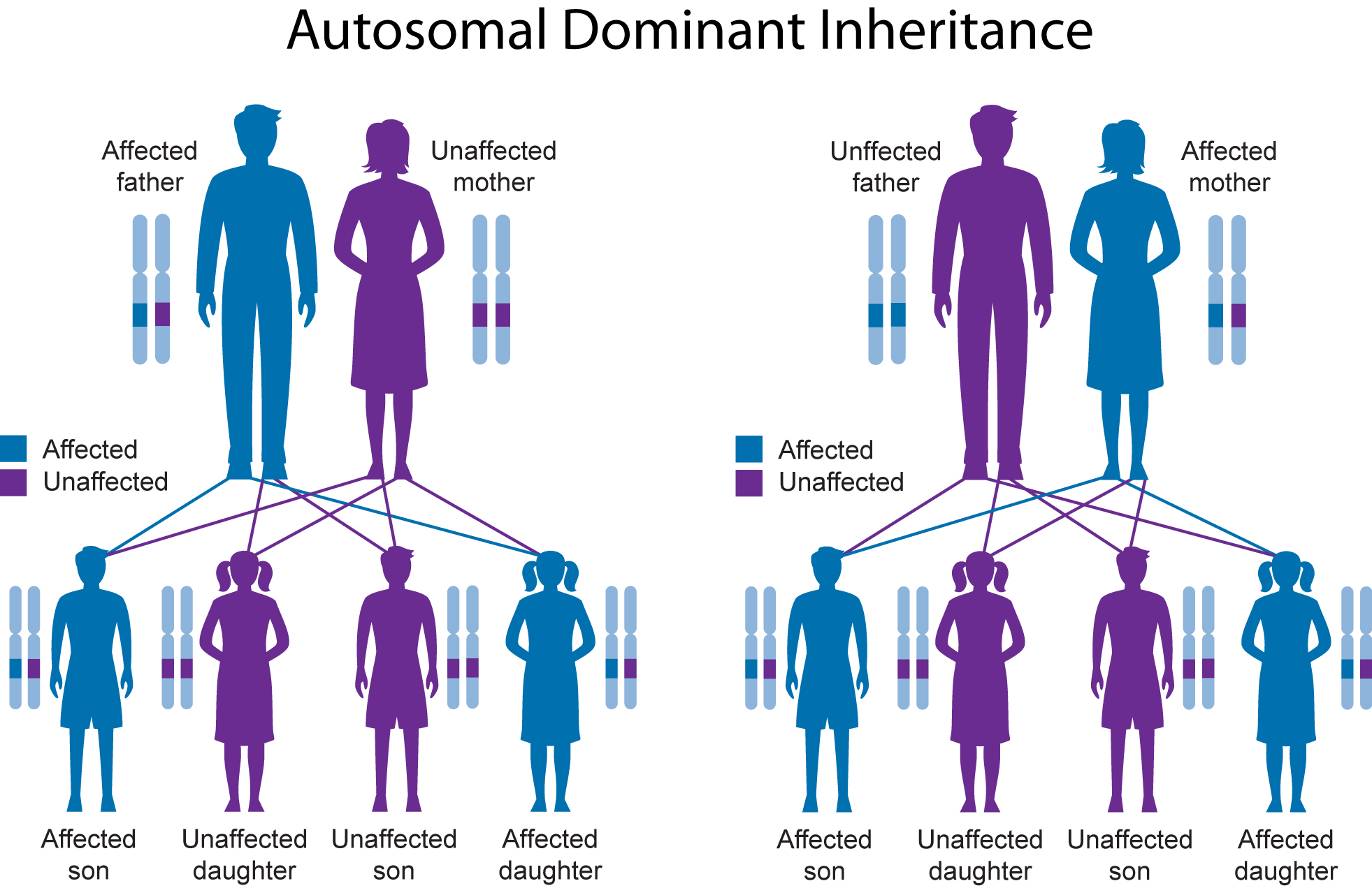 what is an example of dominant gene