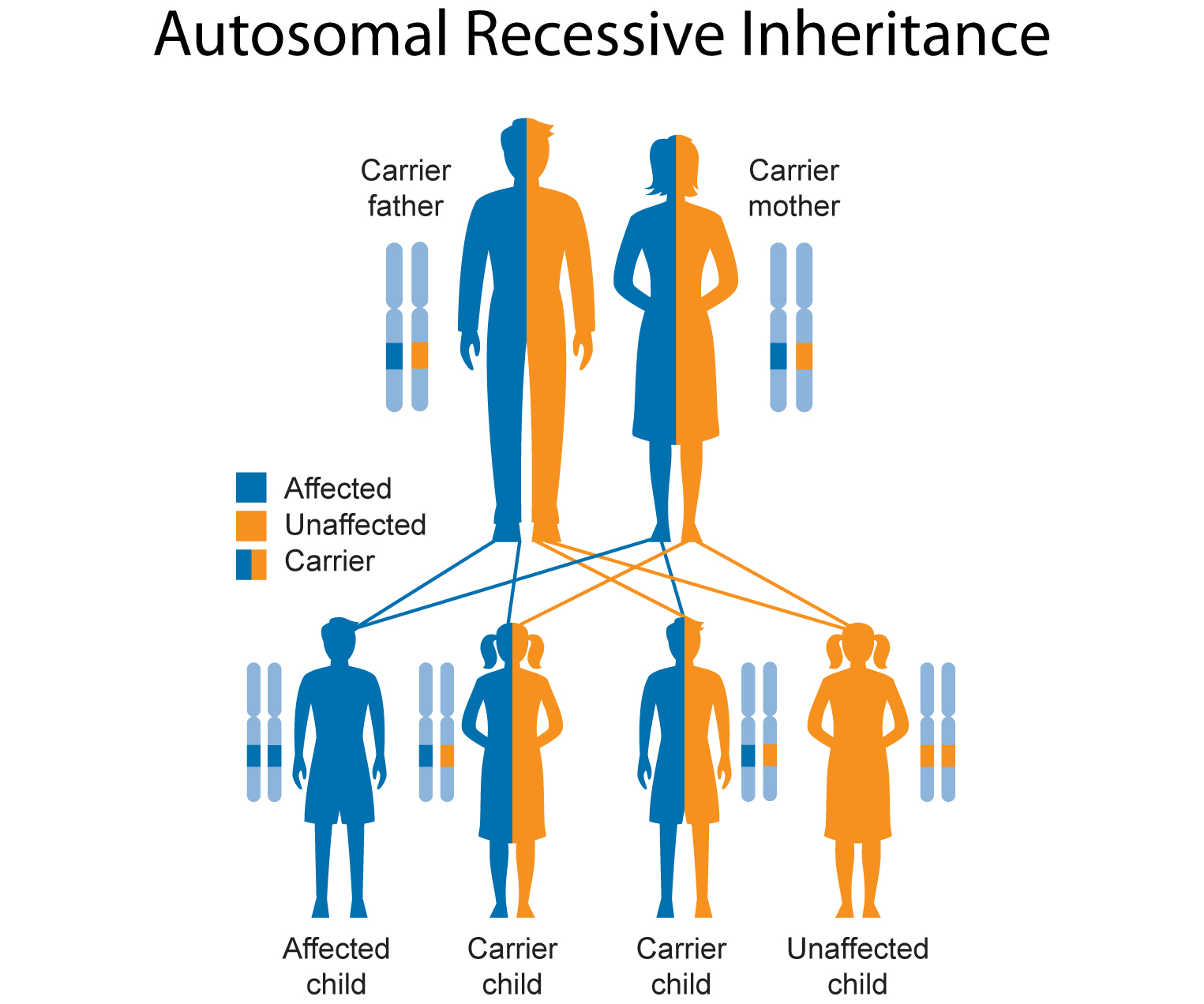 Autosomal Dominant Inheritance Pedigree Chart