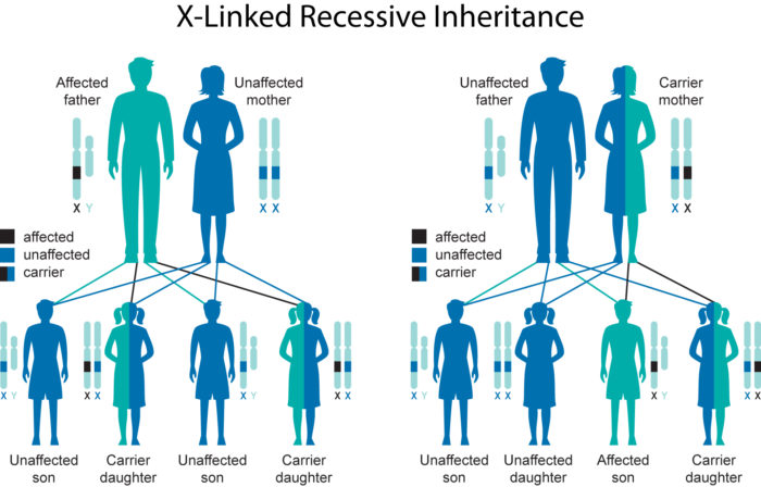 x-linked inheritance diagram