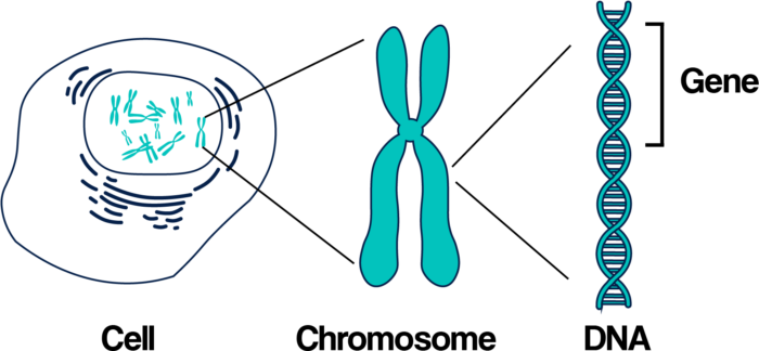 Image showing relationship between a cell, chromosome, DNA and gene