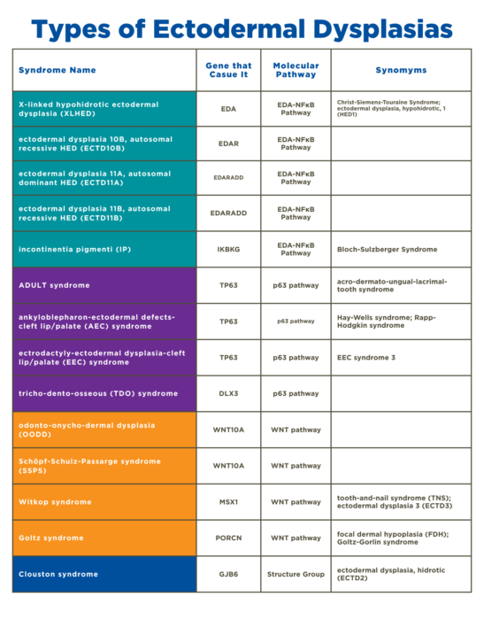 This is a table that has the more common ectodermal dysplasia, the gene that causes them and the pathway.